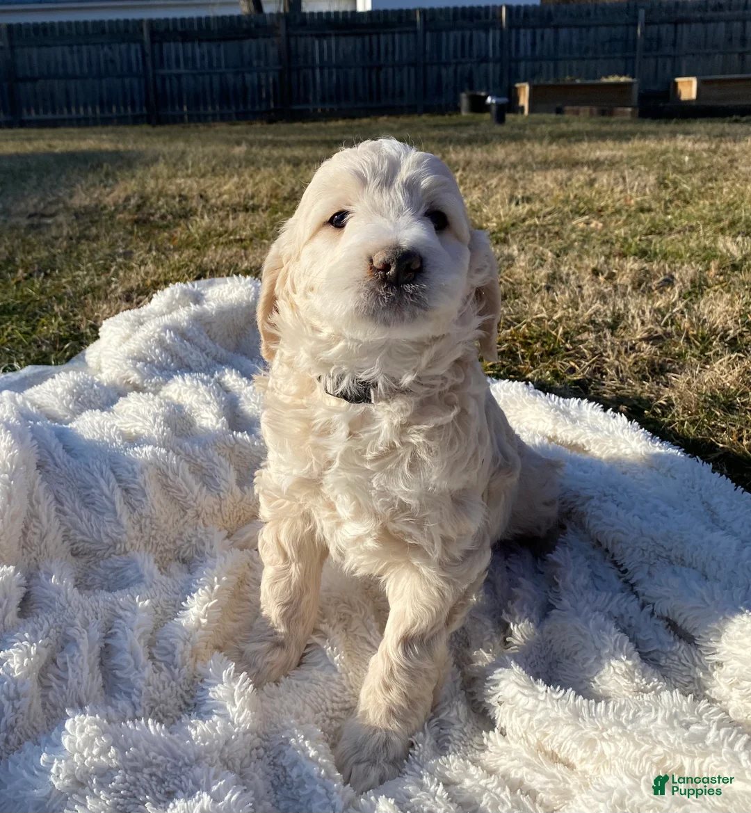 Mini Goldendoodle dogs for sale: Navy  - Ad 3