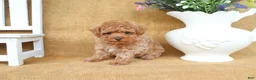 Toy Poodle dogs for sale: Parker - Ad 7