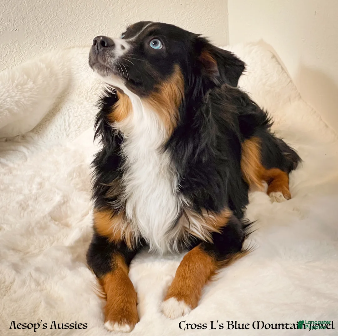 Toy Australian Shepherd dogs for sale: Toy Australian Shepherd 1 - Ad 2