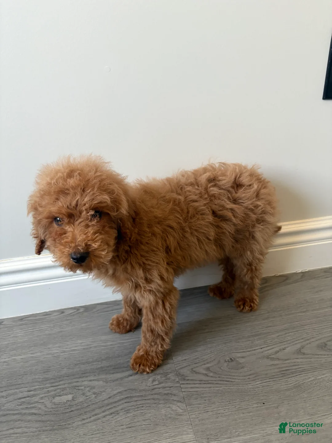 Toy Poodle dogs for sale: Toy Poodle Paul - Ad 3