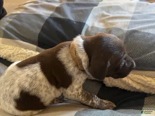 German Shorthaired Pointer dogs German Shorthaired Pointer Puppy 5 - Ad 4