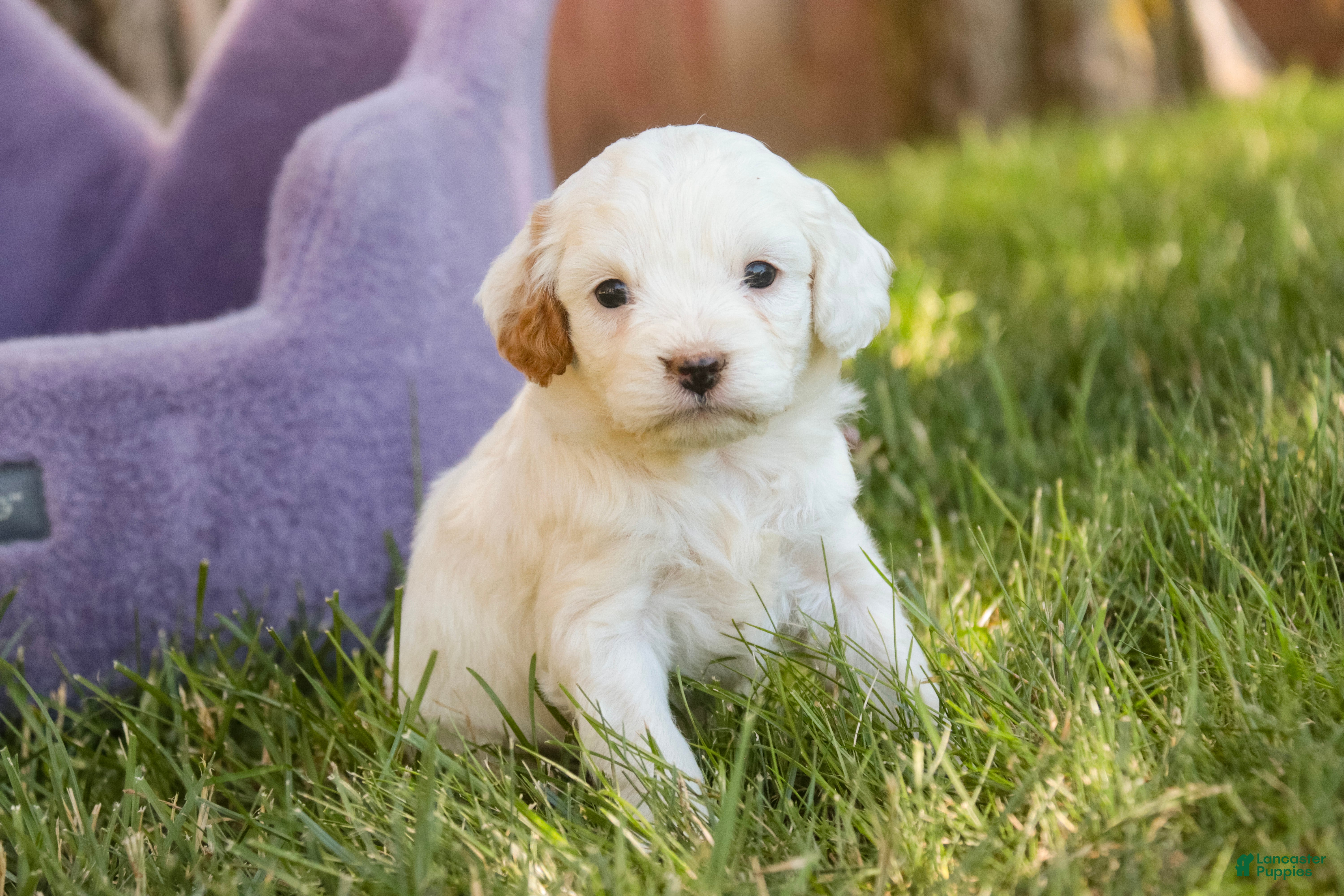 Mixed Breed dogs Thumbelina Munchkin Bernedoodle - Ad 1