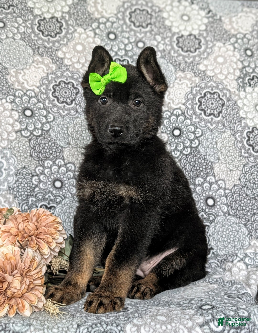 German Shepherd dogs for sale: Dayna - Ad 3