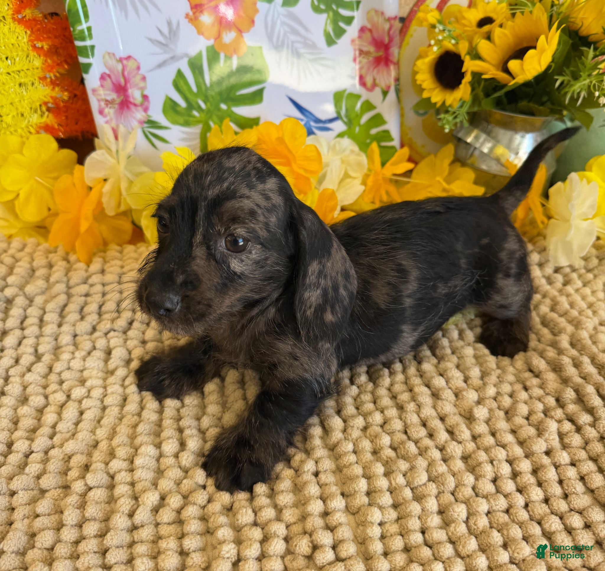 Miniature Dachshund dogs Dapple wire Girl - Ad 31