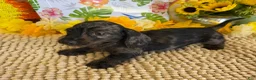 Miniature Dachshund dogs for sale: Dapple wire Girl - Ad 1