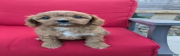 Cavapoo dogs for sale: Otis  - Ad 5