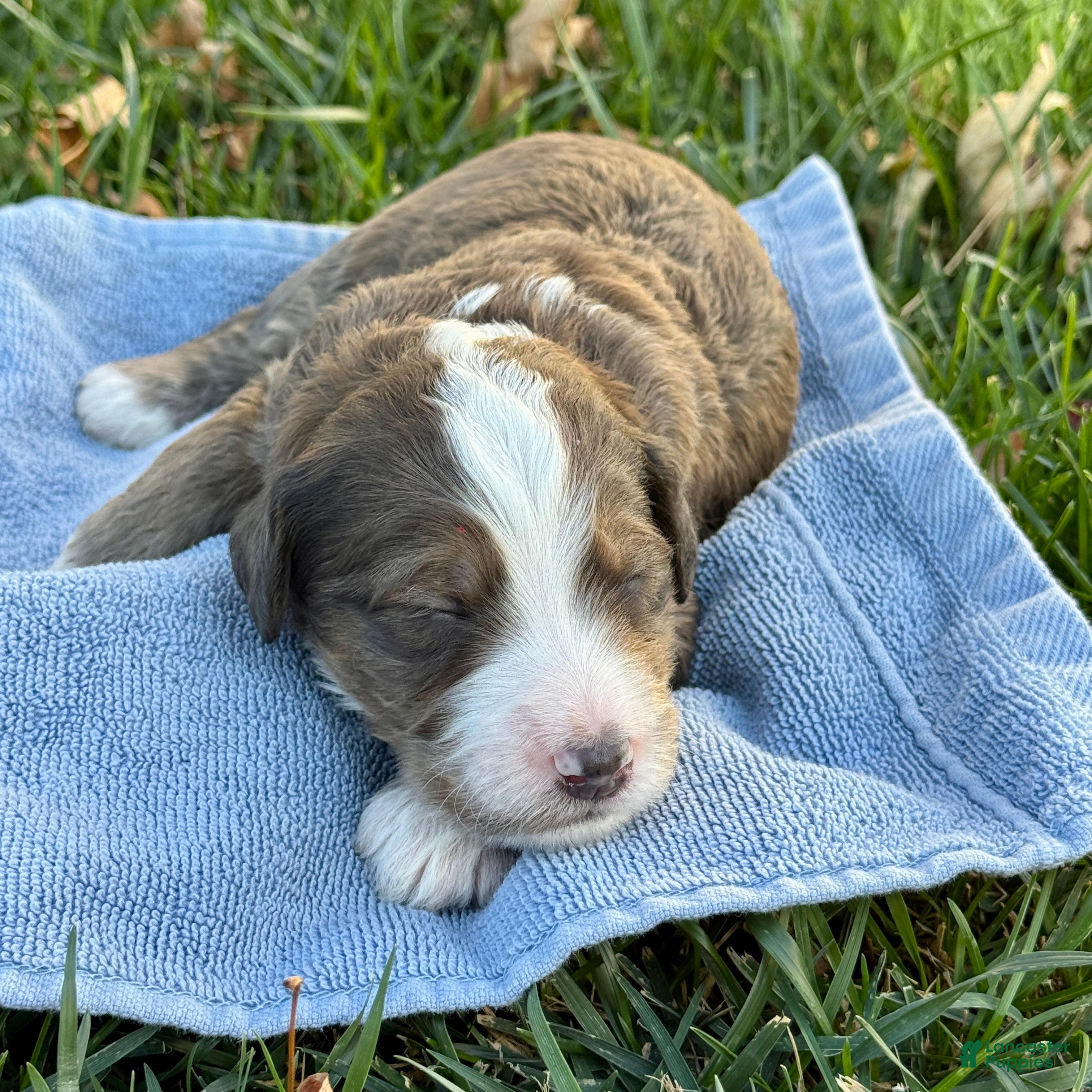 Bernedoodle dogs Patch - Ad 1