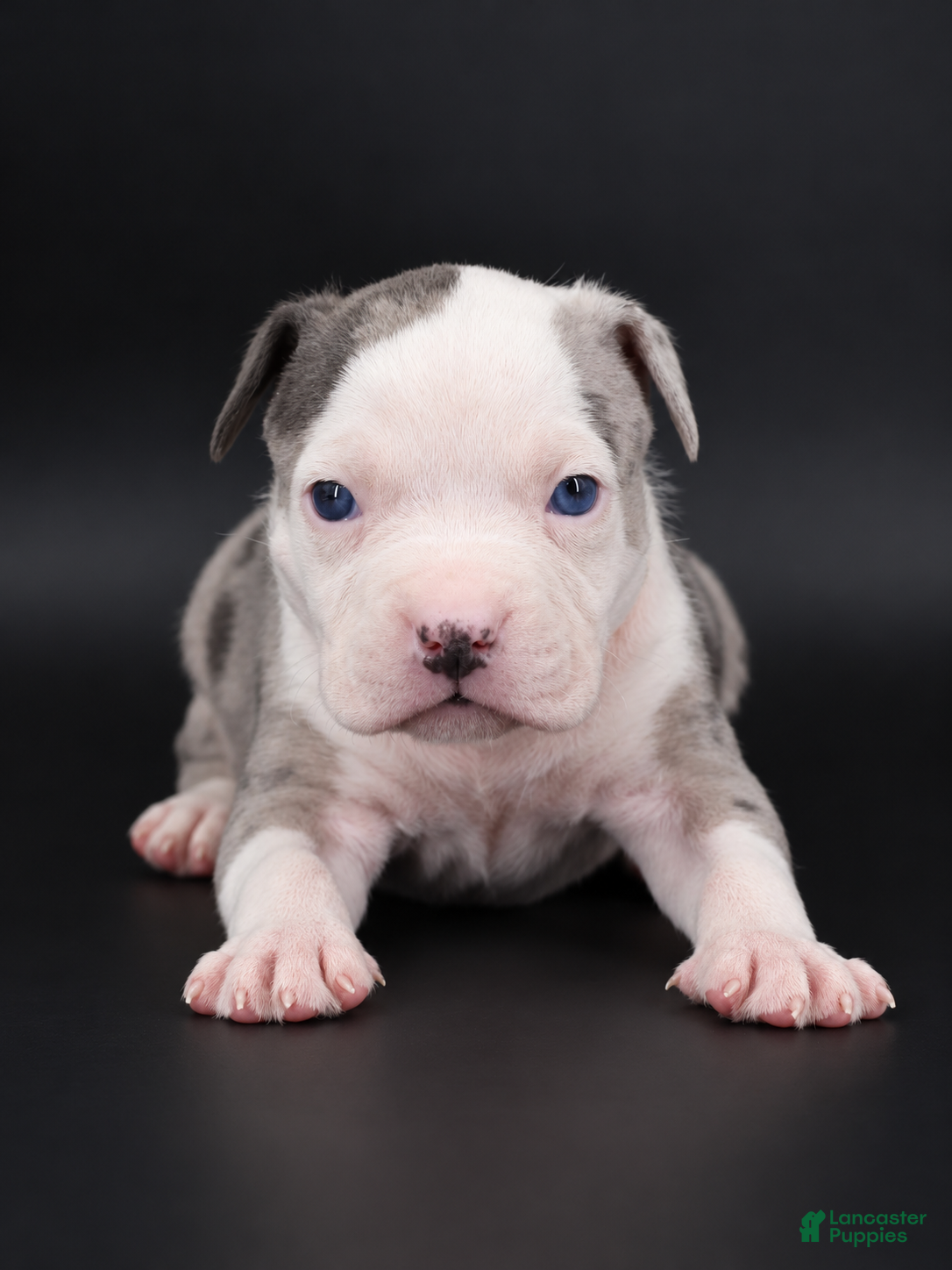 American Bully dogs Uriel - XL - ABKC - Ad 2