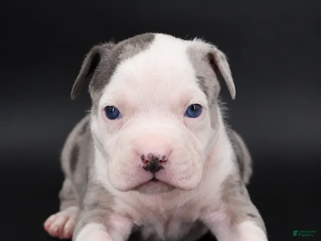 American Bully dogs for sale: Uriel - XL - ABKC - Ad 2