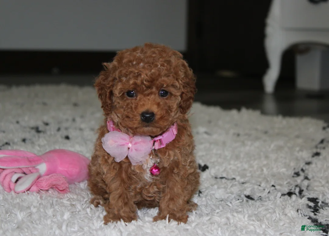 Toy Poodle dogs for sale: Bella - Ad 1