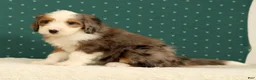 Mini Bernedoodle dogs for sale: Oakley - Ad 9