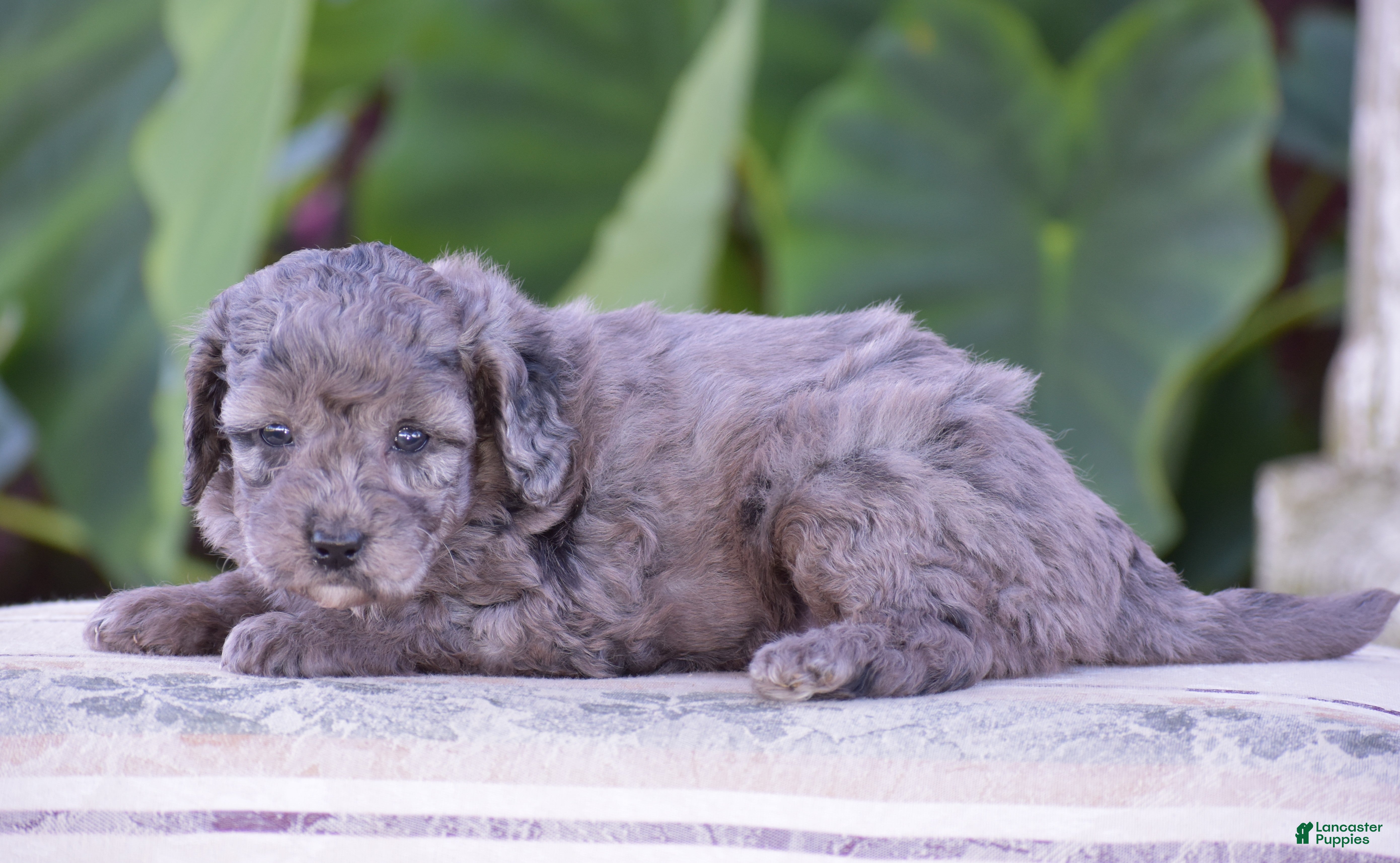 Mini Goldendoodle dogs Honey - Ad 2