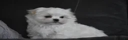 Maltese dogs for sale: Ollie  - Ad 7