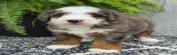 Mini Bernedoodle dogs for sale: Mini Remi - Ad 11
