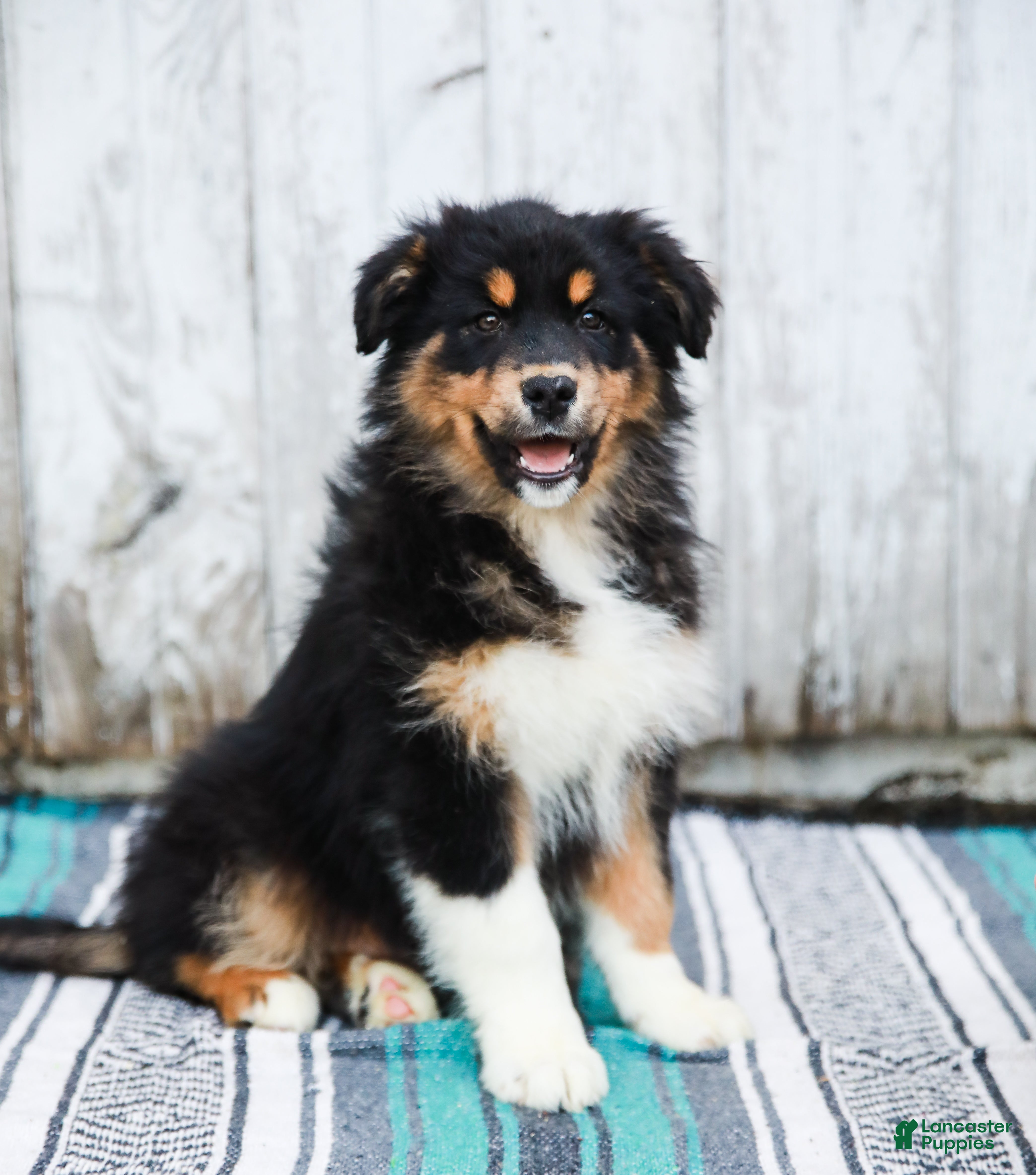 Australian Shepherd dogs Jasper - Ad 2