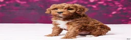 Toy Poodle dogs for sale: Micky - Ad 2