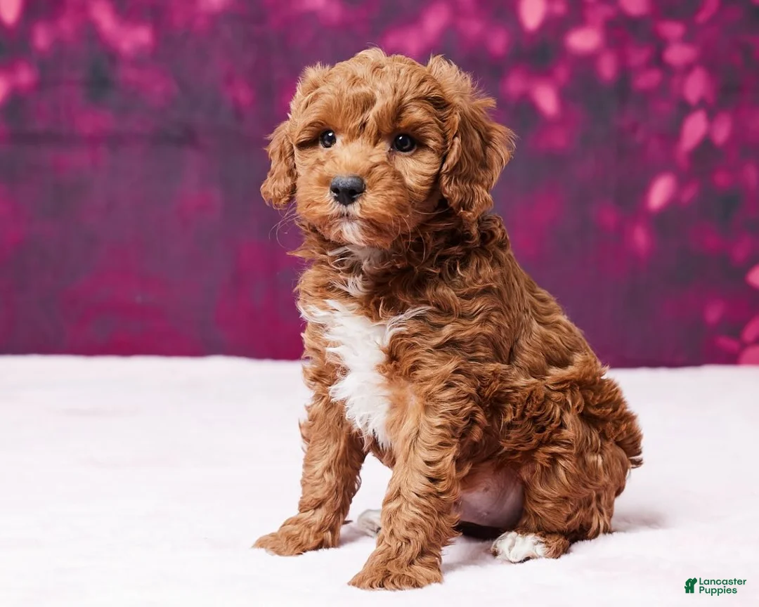 Toy Poodle dogs for sale: Micky - Ad 2