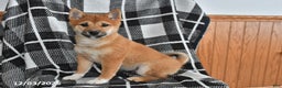 Shiba Inu dogs for sale: Josie - Ad 4