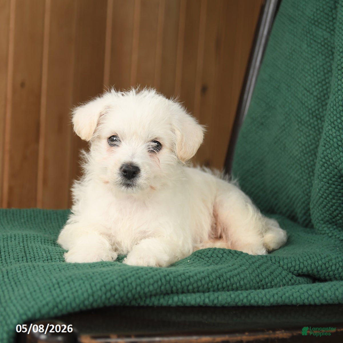 Westiepoo dogs Buddy - Ad 2