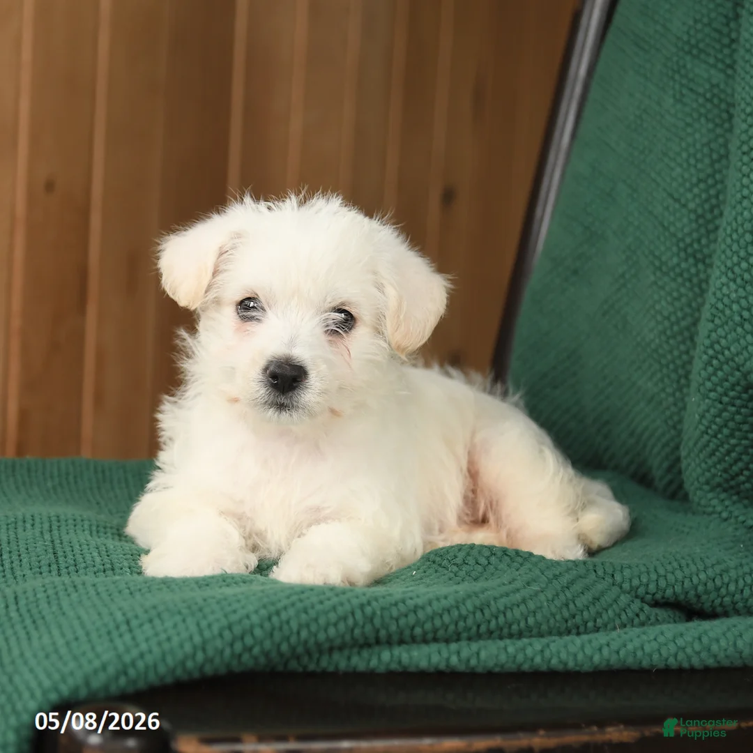 Westiepoo dogs for sale: Buddy - Ad 2