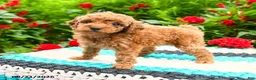Mini Goldendoodle dogs for sale: Curly Que - Ad 6