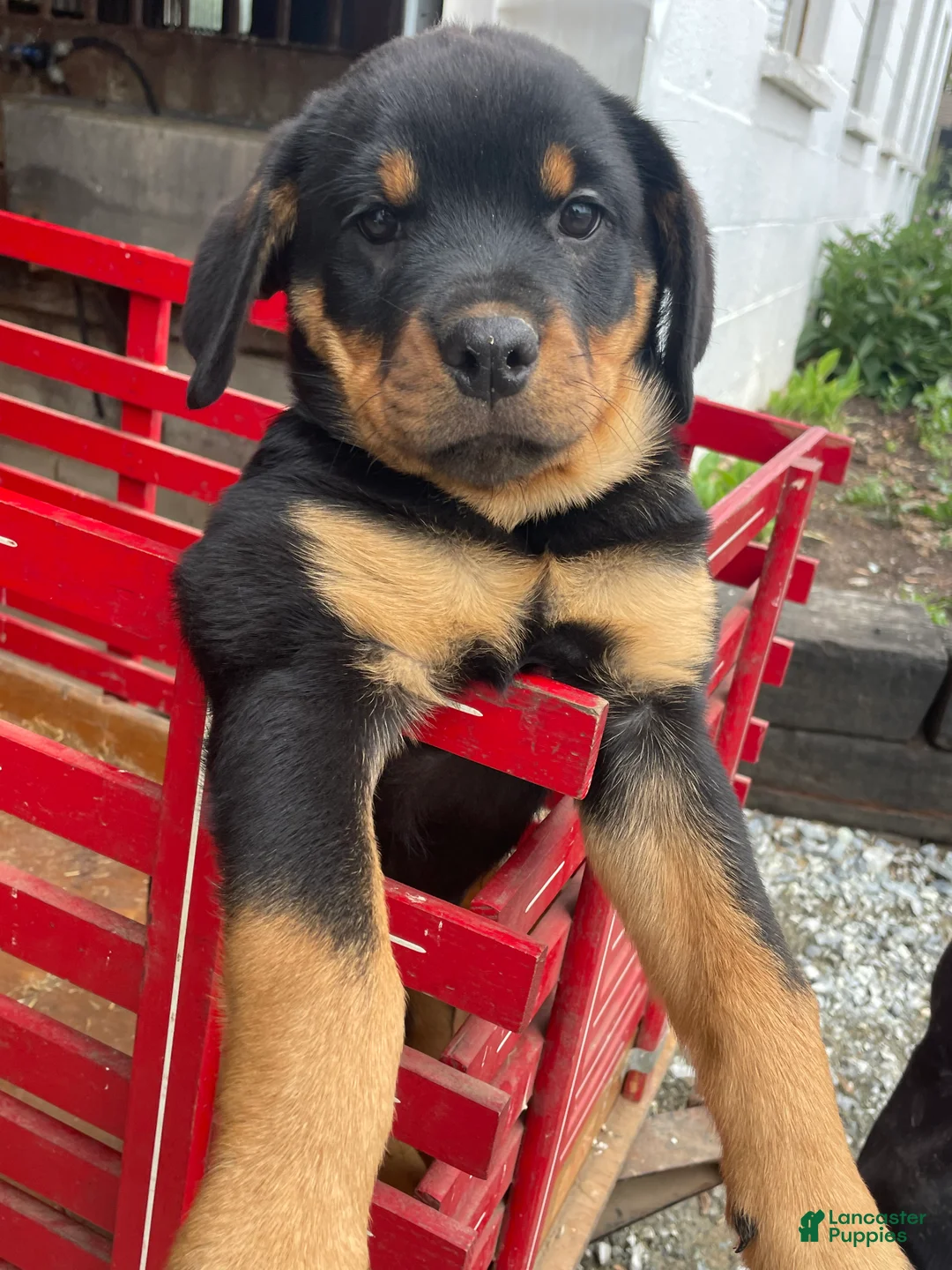 Rottweiler dogs for sale: Twinkle - Ad 1