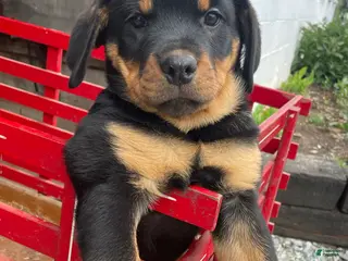 Rottweiler dogs Twinkle - Ad 2