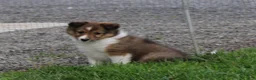 Shetland Sheepdog dogs for sale: Lacey  - Ad 3