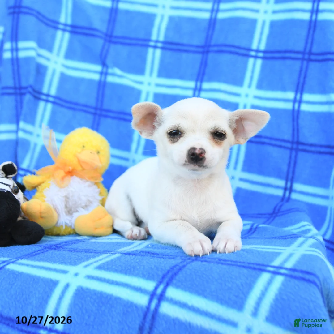 Chihuahua dogs for sale: Uno - Ad 1
