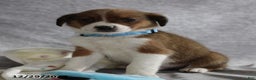 Mixed Breed dogs for sale: Argo - Ad 4