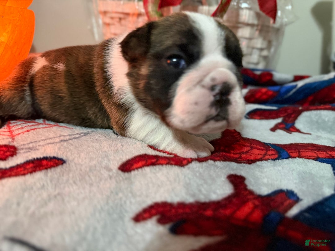 English Bulldog dogs for sale: English Bulldog Puppy 4 - Ad 5