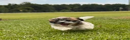 Malshi dogs for sale: Malshi 2 - Ad 1