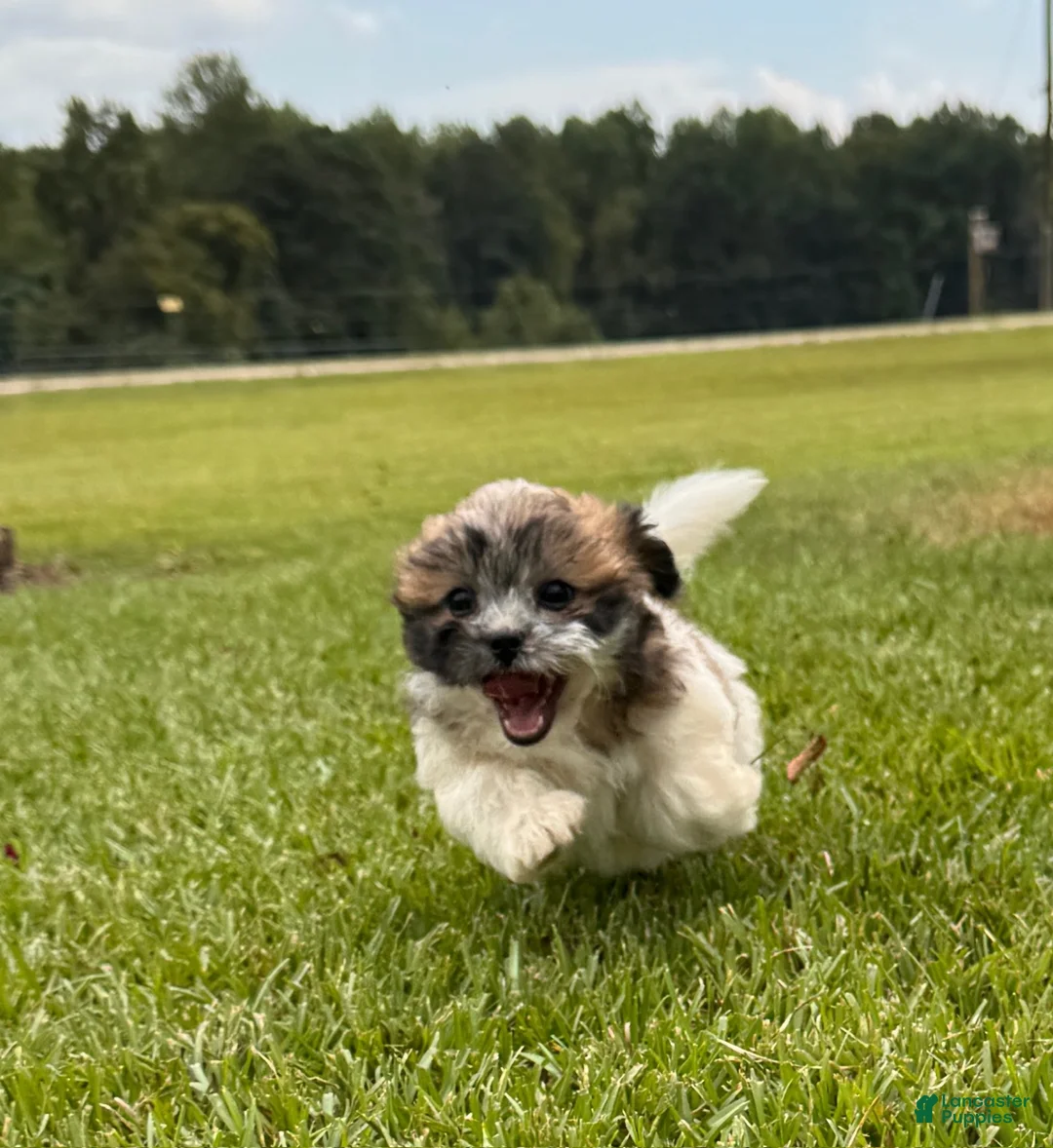 Malshi dogs for sale: Malshi 2 - Ad 1