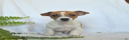 Jack Russell Terrier dogs for sale: Rover  - Ad 5