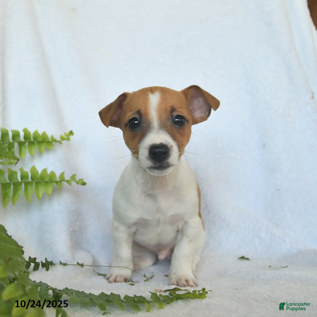 Jack Russell Terrier dogs for sale: Rover  - Ad 5