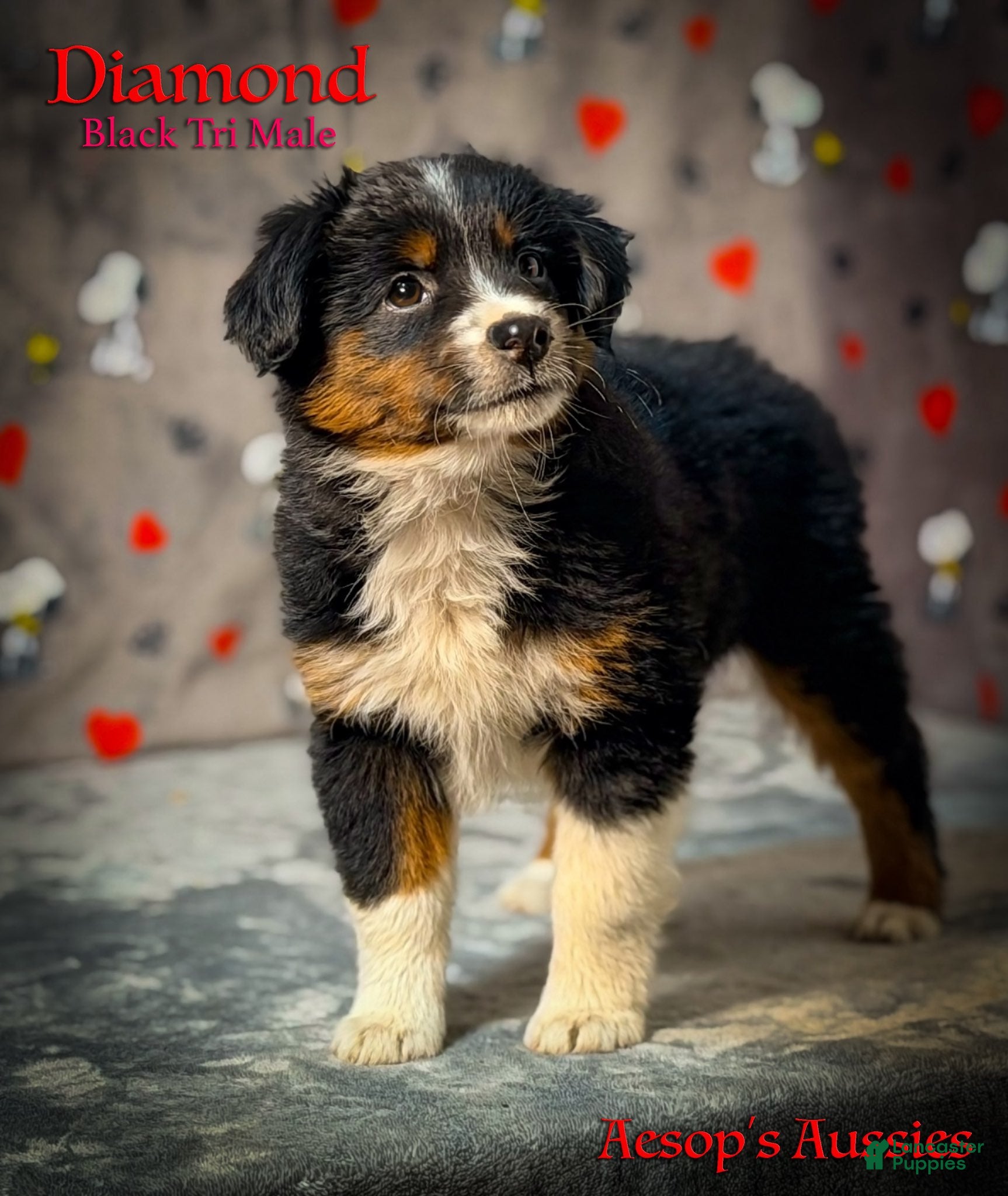 Toy Australian Shepherd dogs Diamond - Ad 1