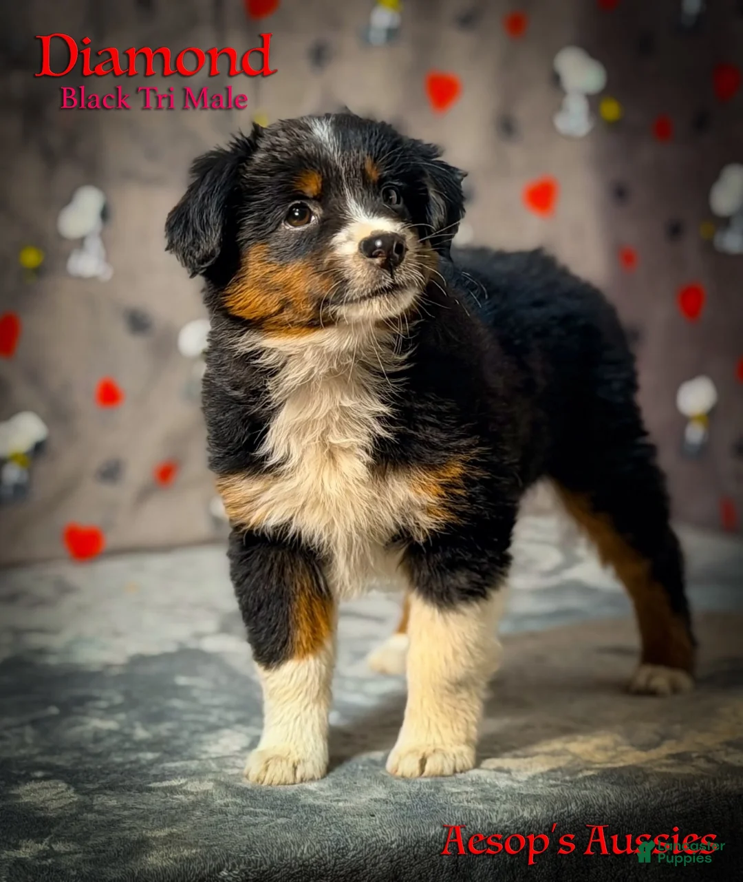 Toy Australian Shepherd dogs for sale: Diamond - Ad 1