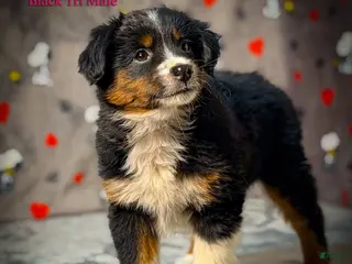 Toy Australian Shepherd dogs for sale: Diamond - Ad 1