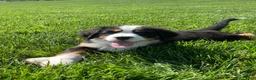 Bernese Mountain Dog dogs for sale: JJ - Ad 12