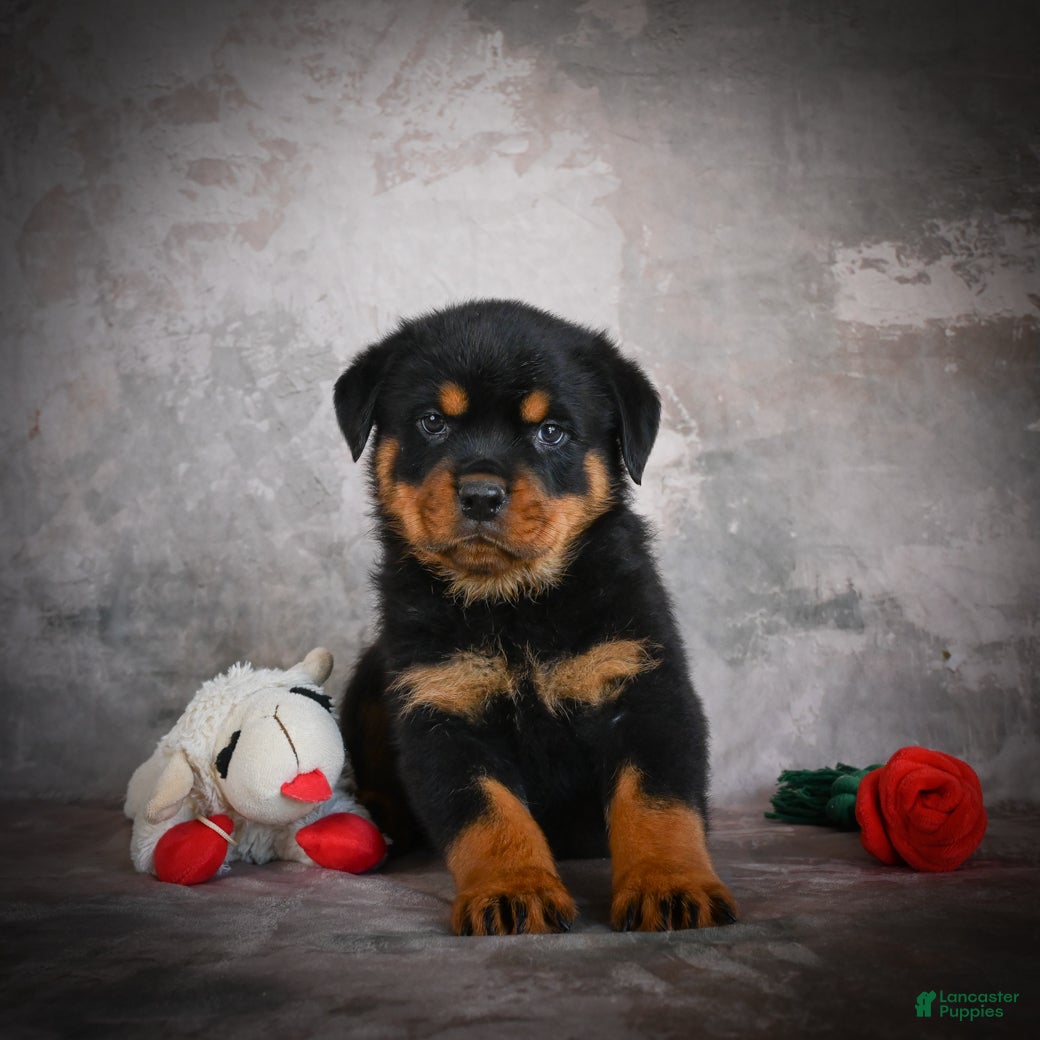 Rottweiler dogs Logan - Ad 2
