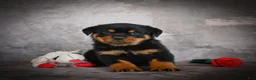 Rottweiler dogs for sale: Logan - Ad 2
