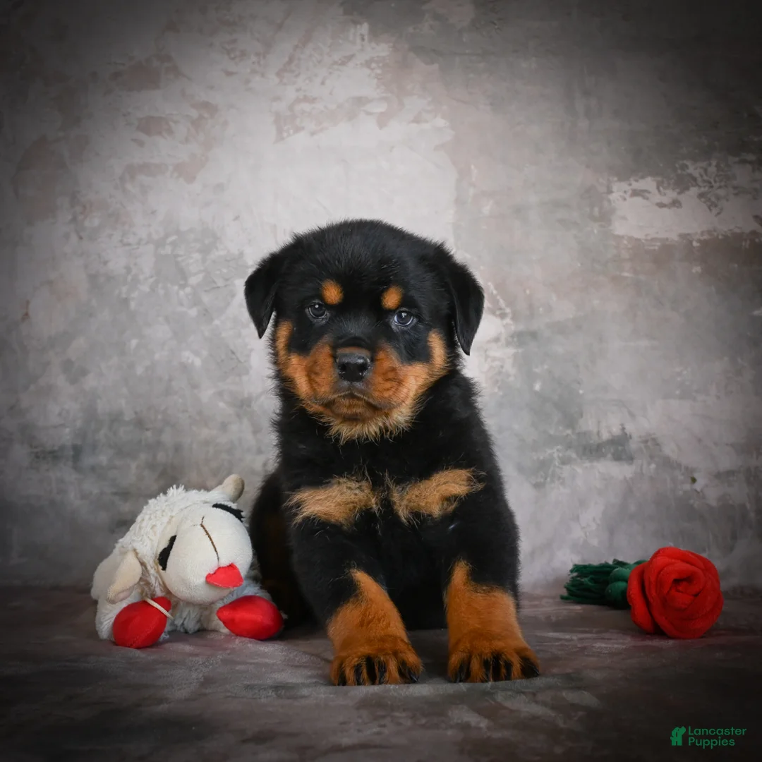 Rottweiler dogs for sale: Logan - Ad 2