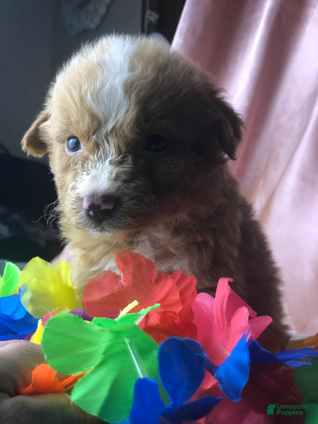 Australian Shepherd dogs for sale: Australian Shepherd 2 (Teddy)  - Ad 2