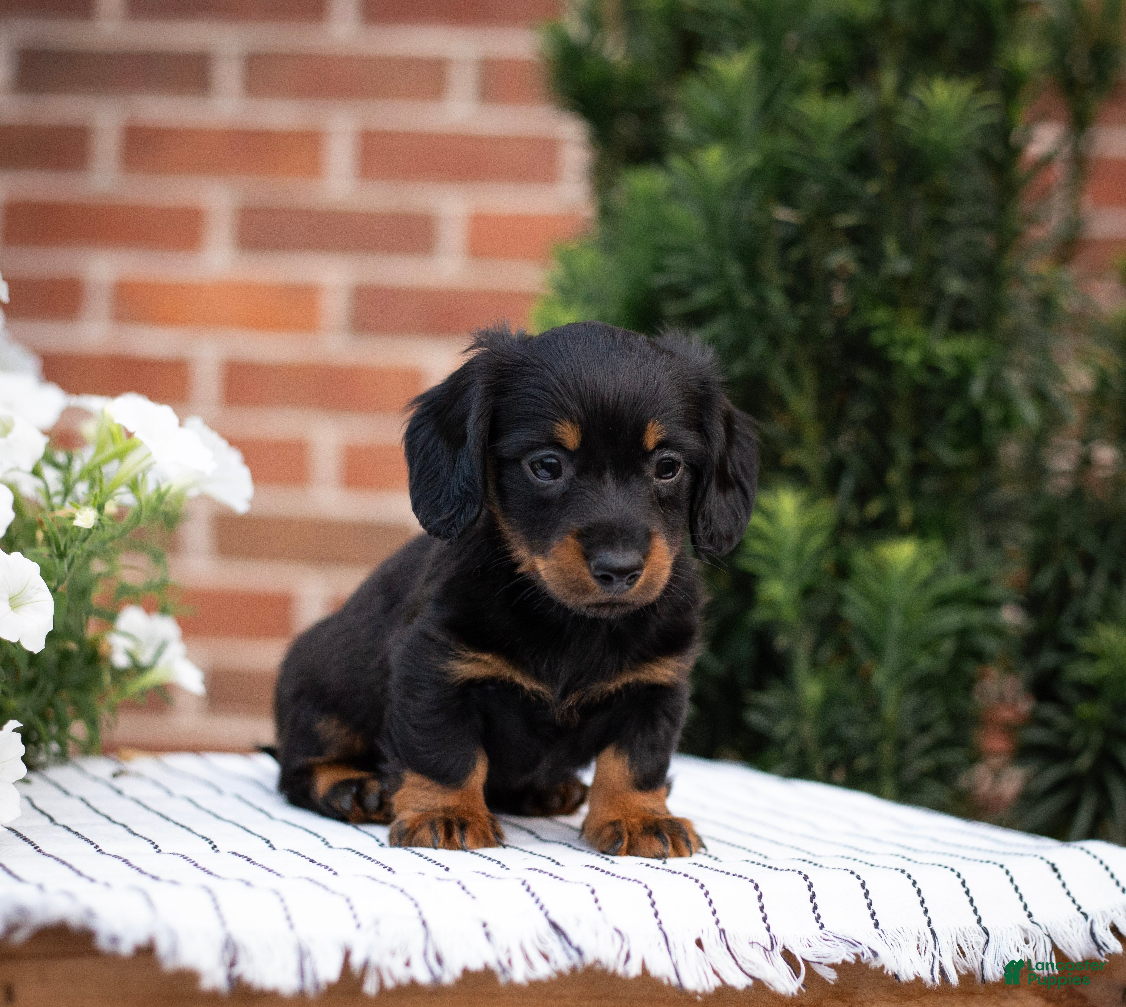 Miniature Dachshund dogs Tucker - Ad 2