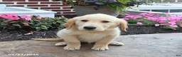 Golden Retriever dogs for sale: Miles - Ad 3