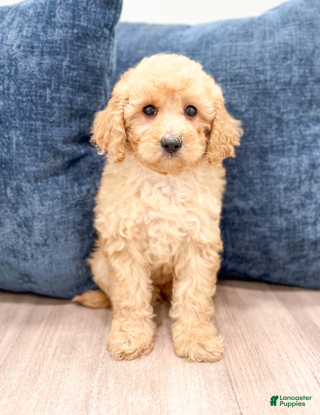 Miniature Poodle dogs for sale: Lily - Ad 1