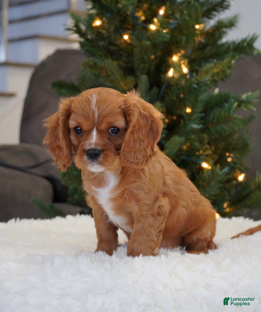 Cavalier King Charles Spaniel dogs for sale: Ollie - Ad 2