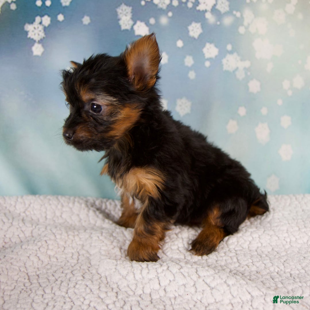 Yorkshire Terrier dogs for sale: Kylie - Ad 7