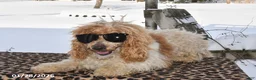 Miniature Poodle dogs for sale: Rosko - Ad 1