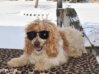 Miniature Poodle dogs Rosko - Ad 30